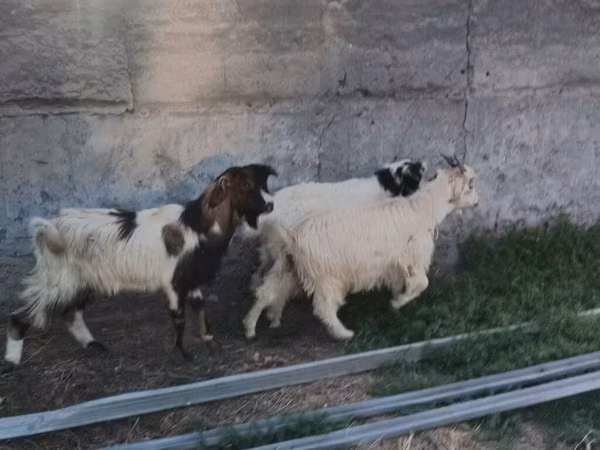 Billy Goat, Goats