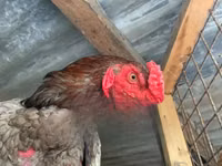 Gallinas Shamo — foto 3