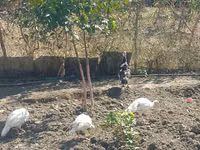 Turkeys — الصورة 2