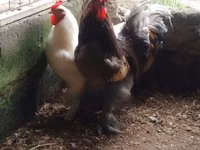 Brahma — foto 1