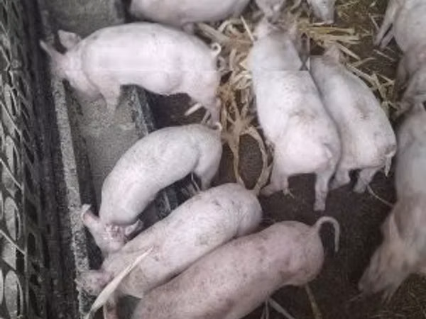 Schweine (Partie, Geschlecht nicht angegeben), 