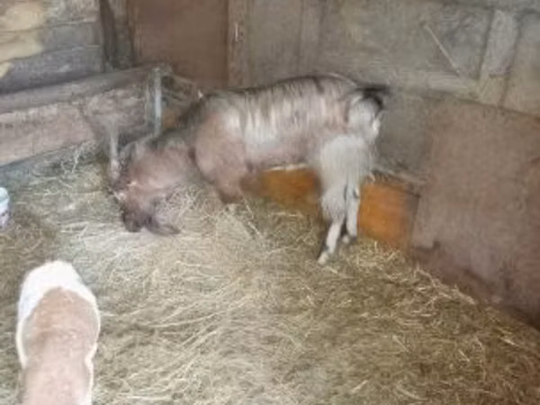 公山羊, Goats