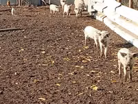सूअर (लॉट, लिंग निर्दिष्ट नहीं) — फ़ोटो 3