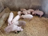 Säue, Schweine — Foto 5