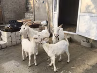 Cabra, Cabras — foto 7