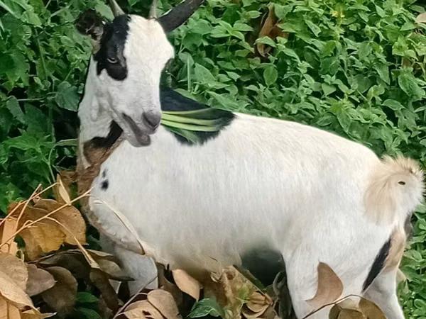 Goats (batch, sex not specified), Goats