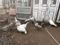 Turkeys — 照片 2