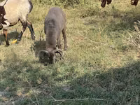 Ovejas (lote, sexo no especificado), Arabi sheep — foto 4
