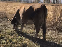Cow, Alatau breed — photo 4