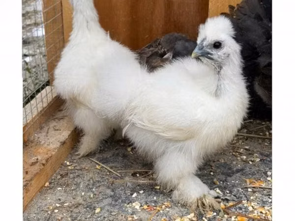 Silkie