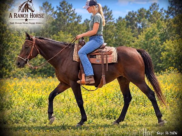 母马, Quarter Horse
