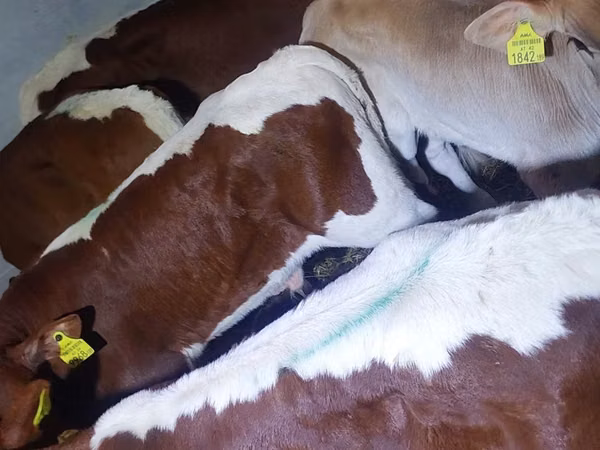 सांड, Simmental cattle