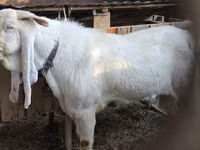 बकरा, Gulabi goats — फ़ोटो 8