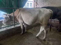 Cow, Cattle — photo 1