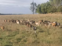 Goats (batch, sex not specified), Goats — photo 1