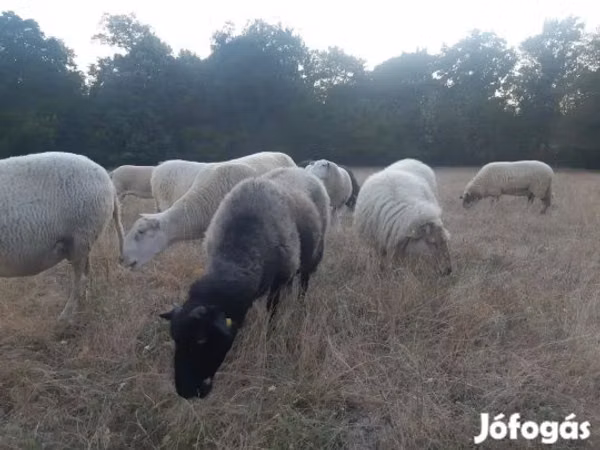 Sheep, Sheep