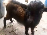 Billy Goat, Goats — photo 2