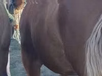 Horse (M), Horses — photo 1