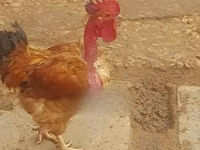 शामो चिकन्स — फ़ोटो 2