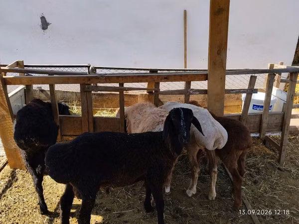 Ram, Edilbay sheep