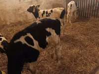 Toro, Russian Black pied cattle — foto 2