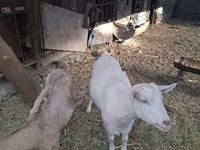 Ziegenbock, Russian White goat — Foto 2