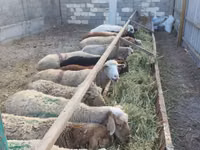 Schaf, Schafe — Foto 4