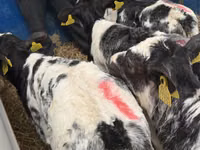 Rinder (Partie, Geschlecht nicht angegeben), Simmental cattle — Foto 4
