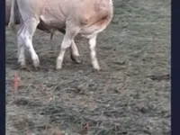 Rinder (Partie, Geschlecht nicht angegeben), Blonde d’Aquitane cattle — Foto 2
