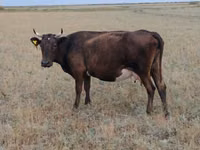 母牛, Ukrainian grey cattle — 照片 4