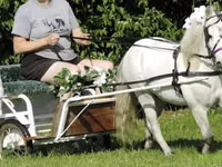 Caballo, Miniature horse — foto 3