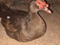 pato criollo doméstico — foto 2