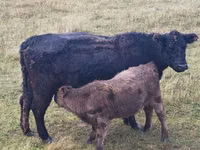 Toro, Vaca Galloway — foto 4