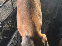 Cerda — foto 1