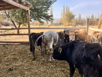 Bull, Swiss cattle — photo 5