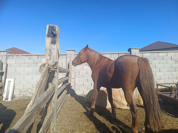 Stute, Kazakh horse