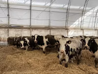 Bull, Russian Black pied cattle — photo 8