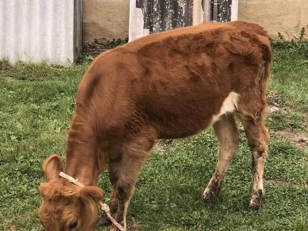 गाय, Simmental cattle