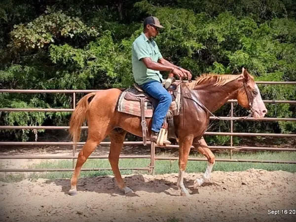 公马, American paint horse