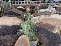 भेड़, Krasnoyarsk sheep — फ़ोटो 6