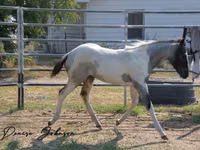 حصان, National Show Horse — الصورة 5