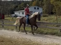 公马, Rocky Mountain Horse — 照片 6