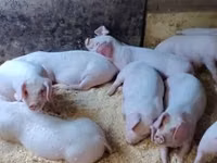 Eber, Schweine — Foto 2