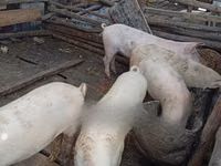 Cerdos (lote, sexo no especificado) — foto 2