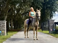 Horse (M), Quarter Horse — photo 6