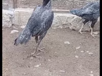 Gris Perla — foto 3