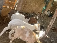 Goats (batch, sex not specified), Goats — photo 2