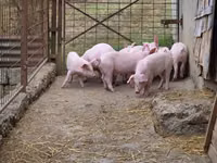 猪（批次，未指定性别）, Pigs — 照片 3