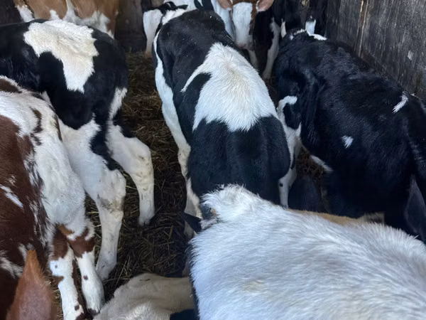 सांड, Russian Black pied cattle