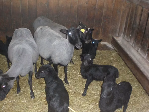 Oveja, Romanov sheep